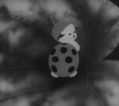 Паук и тюльпан (1943)